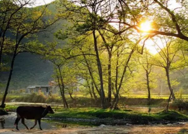 鋼結構裝配式建筑 建設品質鄉(xiāng)村美住宅(圖1) 鋼結構裝配式建筑 建設品質鄉(xiāng)村美住宅(圖1)